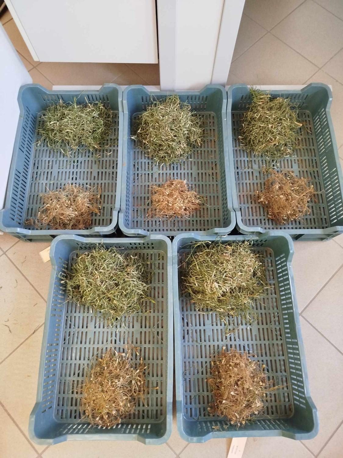 A begyűjtött minták mérés előtt.